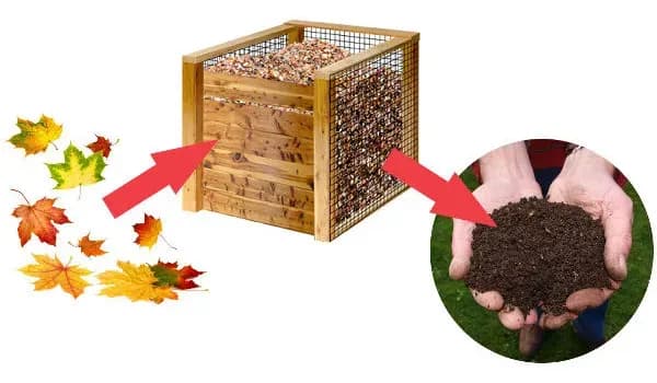 Czy liście dębu nadają się na kompost? Oto co powinieneś wiedzieć!