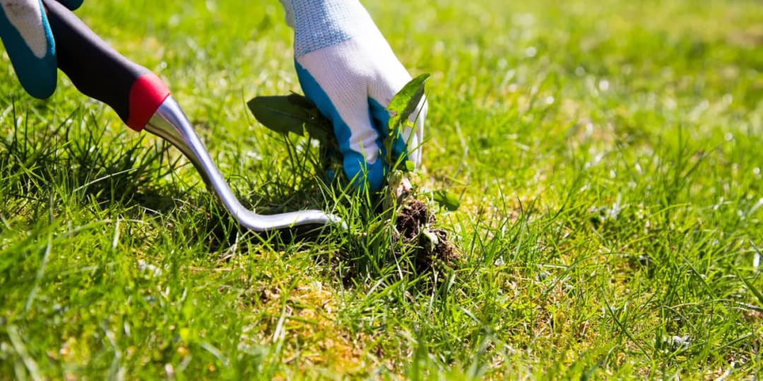 Kiedy opryskiwać chwasty na trawniku? Najlepszy czas i warunki