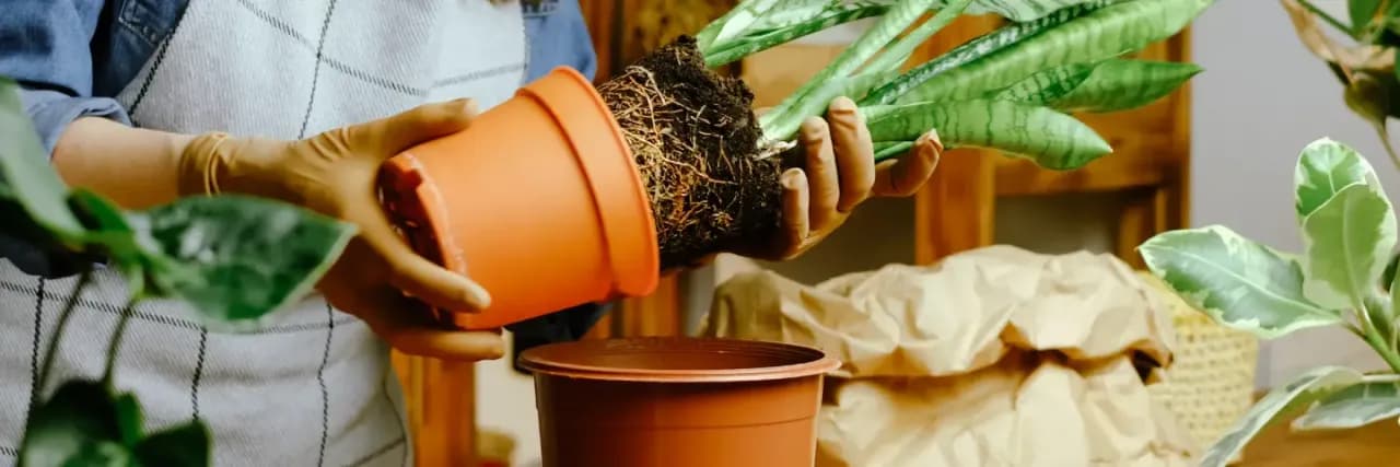 Kiedy przesadzać rośliny ogrodowe? Najlepszy czas i zasady