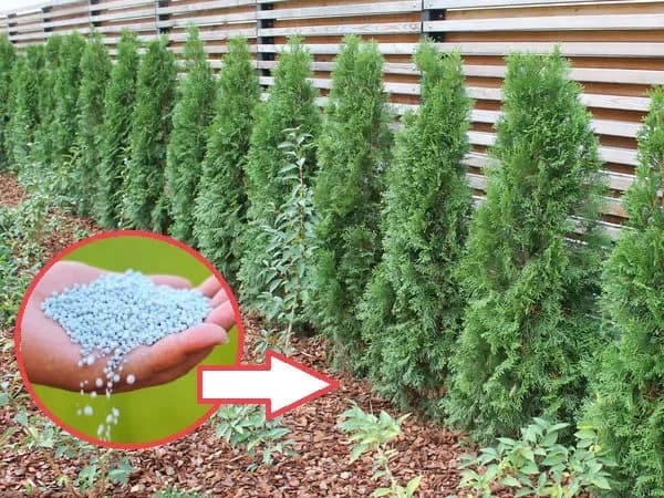 Jak sypać nawóz pod tuje, by uniknąć błędów i zapewnić zdrowy wzrost