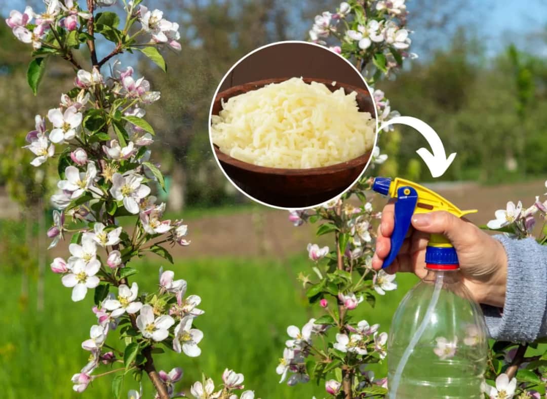 Czym opryskiwać drzewa owocowe na wiosnę: 8 skutecznych metod