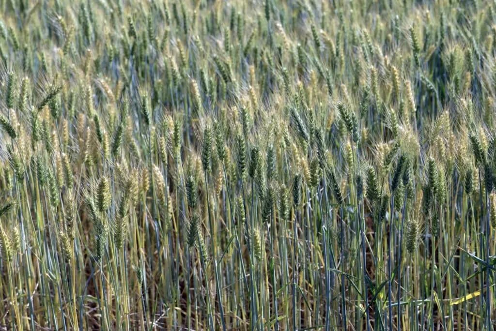 Jaki nawóz pod pszenżyto ozime zapewni najlepsze plony i wzrost?