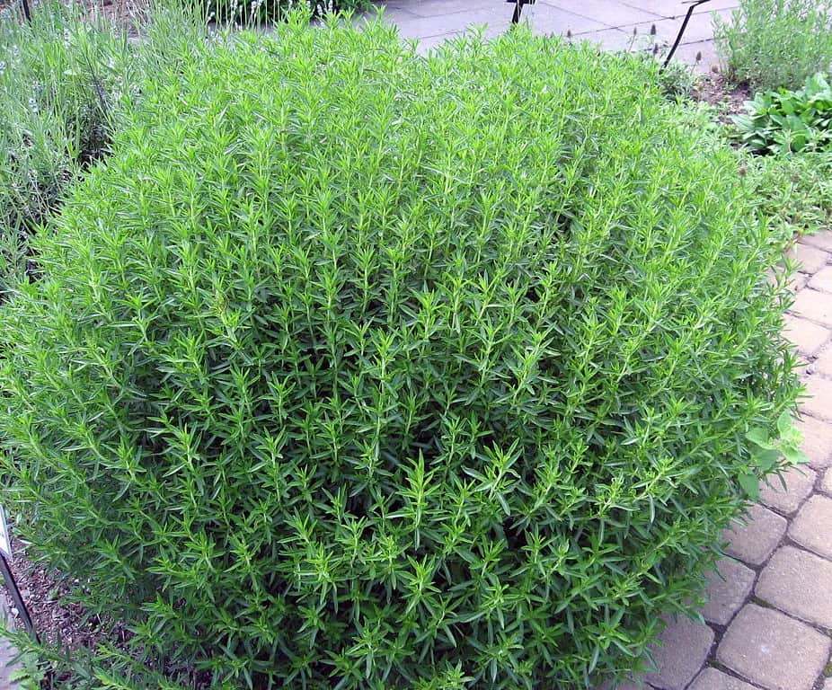 Jak wygląda cząber ogrodowy? Poznaj jego cechy i piękno tej rośliny