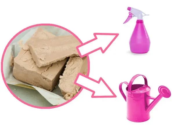 Jak zrobić nawóz z drożdży do pomidorów, aby uzyskać obfite plony?