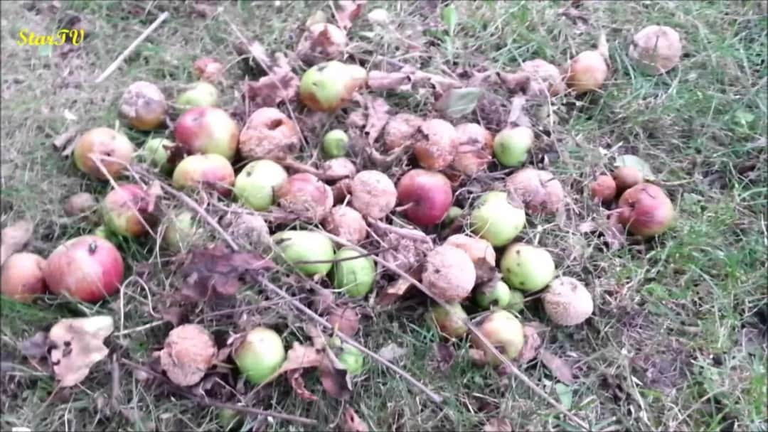 Czy zgniłe jabłka na kompost? Korzyści i zagrożenia - poradnik