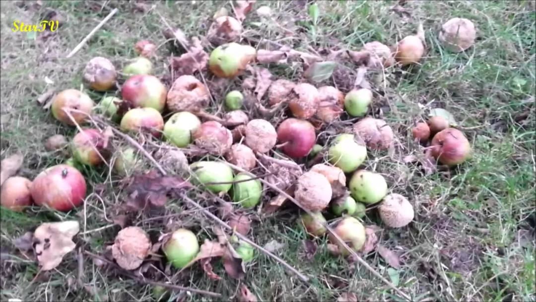 Czy zgniłe jabłka na kompost? Korzyści i zagrożenia - poradnik