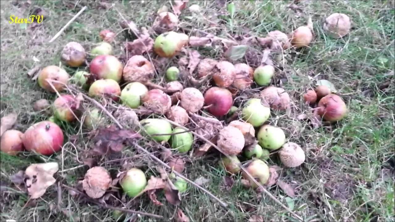 Czy zgniłe jabłka na kompost? Korzyści i zagrożenia - poradnik