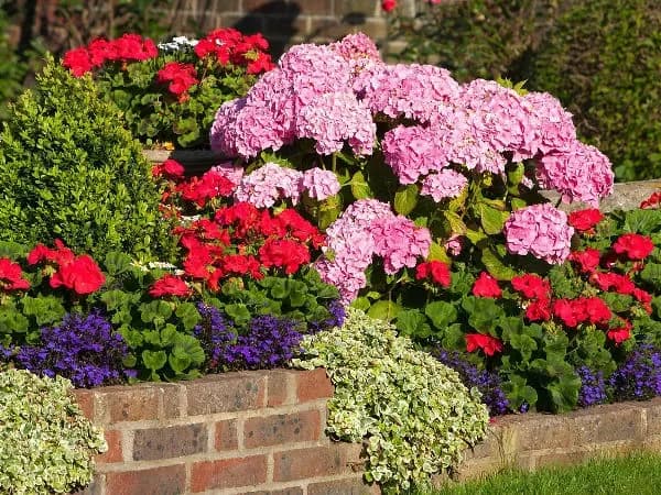 Hortensja ogrodowa z czym sadzić, aby stworzyć zachwycające kompozycje?