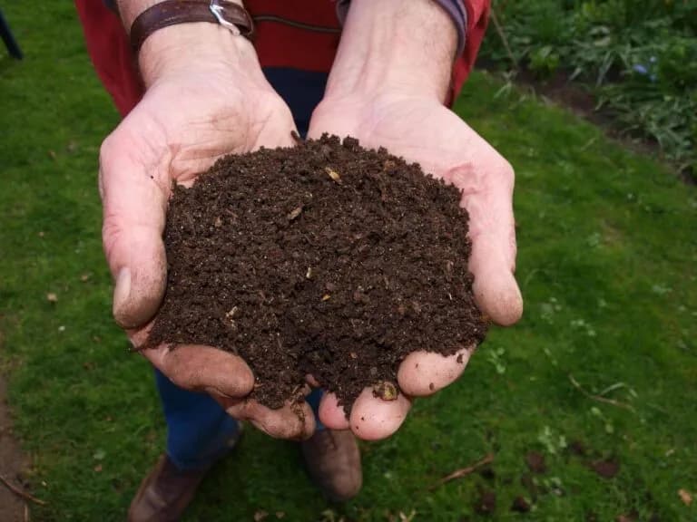 Jak wygląda kompost? 5 cech dojrzałego nawozu organicznego