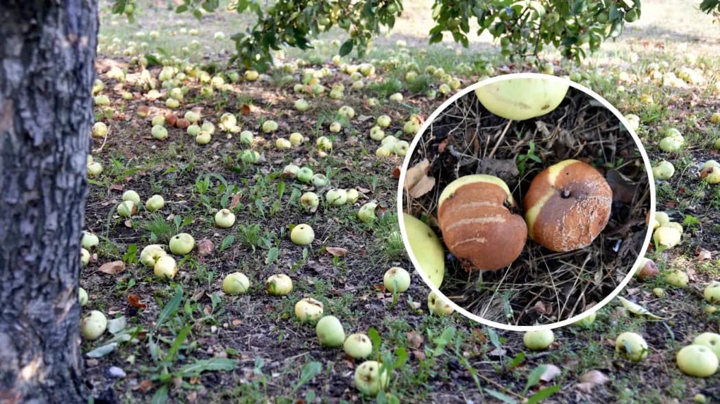 Czy jabłka nadają się na kompost? Dowiedz się, co musisz wiedzieć!