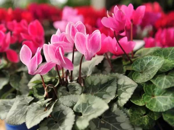 Czy fiołek alpejski może rosnąć w ogrodzie? Oto kluczowe wymagania!