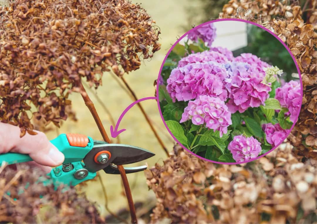 Kiedy i jak przycinać hortensje ogrodowe: 7 kluczowych zasad