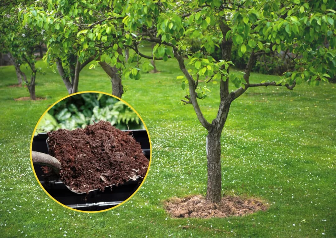 Jaki nawóz pod drzewa owocowe na wiosnę? 5 najlepszych opcji