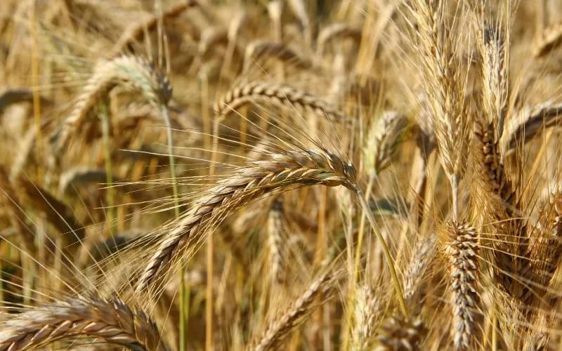 Ile nawozu na pszenżyto? Odpowiednie dawki azotu, fosforu i potasu