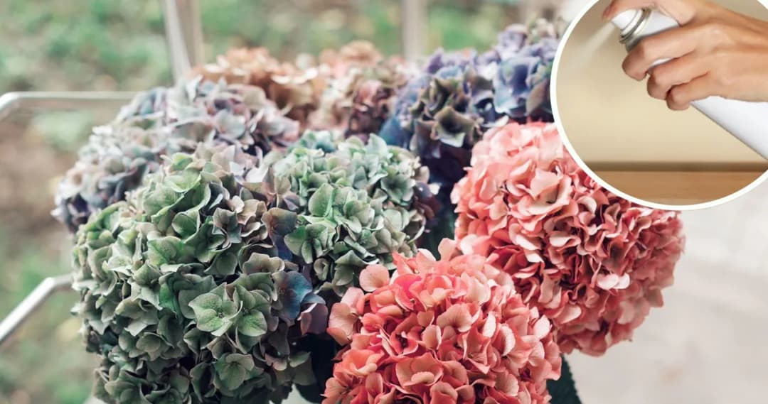 Jak skutecznie suszyć kwiaty hortensji ogrodowej i zachować ich urodę