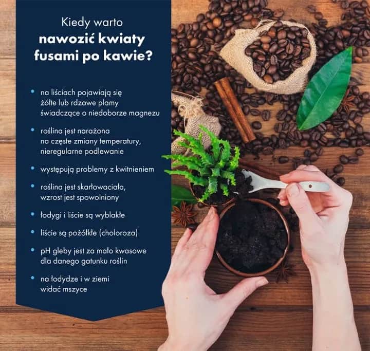 Nawóz z kawy do czego? Zastosowanie i korzyści dla roślin w ogrodzie