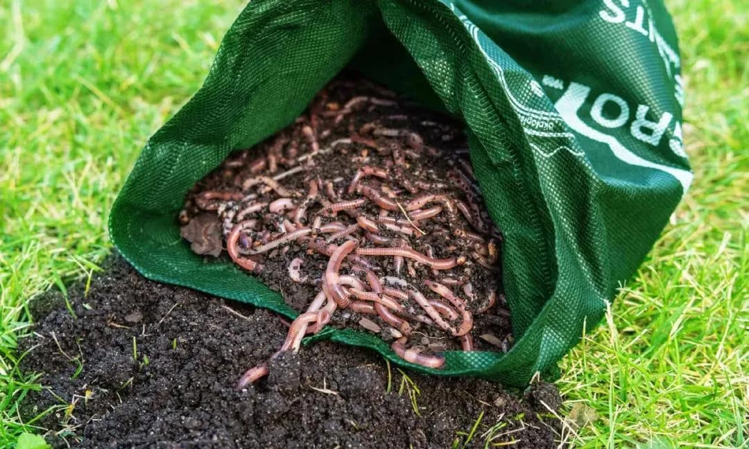 Gdzie kupić dżdżownice do kompostu? Najlepsze miejsca i ceny.