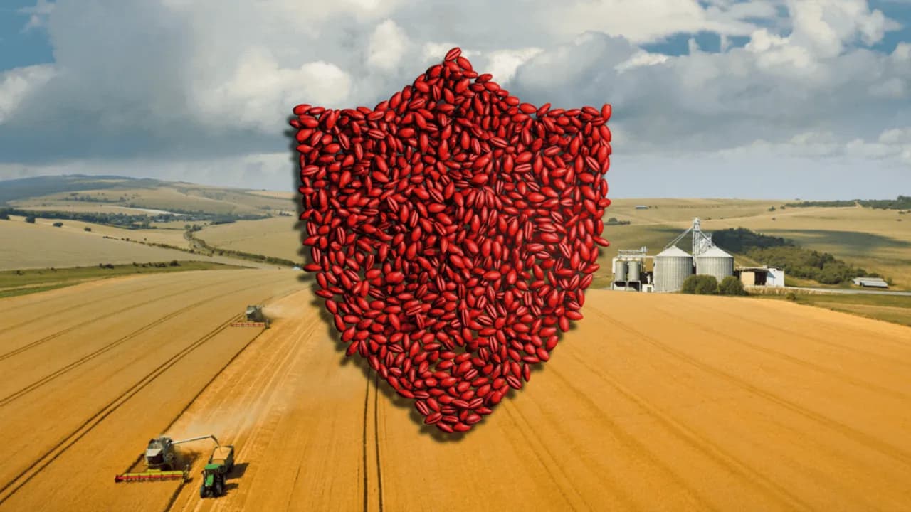 Jaka zaprawa do łubinu? Skuteczna ochrona przed chorobami