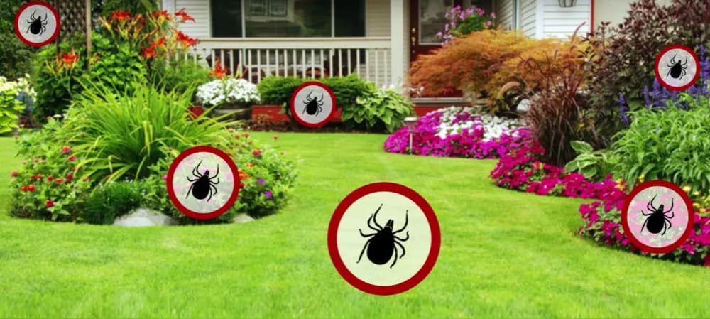 Jak pozbyć się kleszczy z ogrodu - skuteczne sposoby, które działają