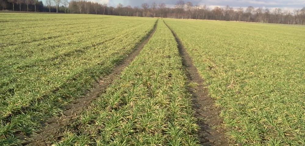 Jaki nawóz wiosną na jęczmień ozimy - kluczowe wskazówki dla lepszych plonów