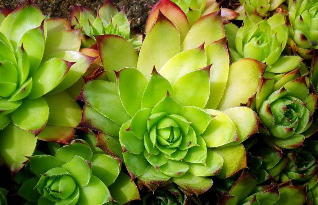 Jakie sukulenty do ogrodu? Top 5 odpornych gatunków na suszę